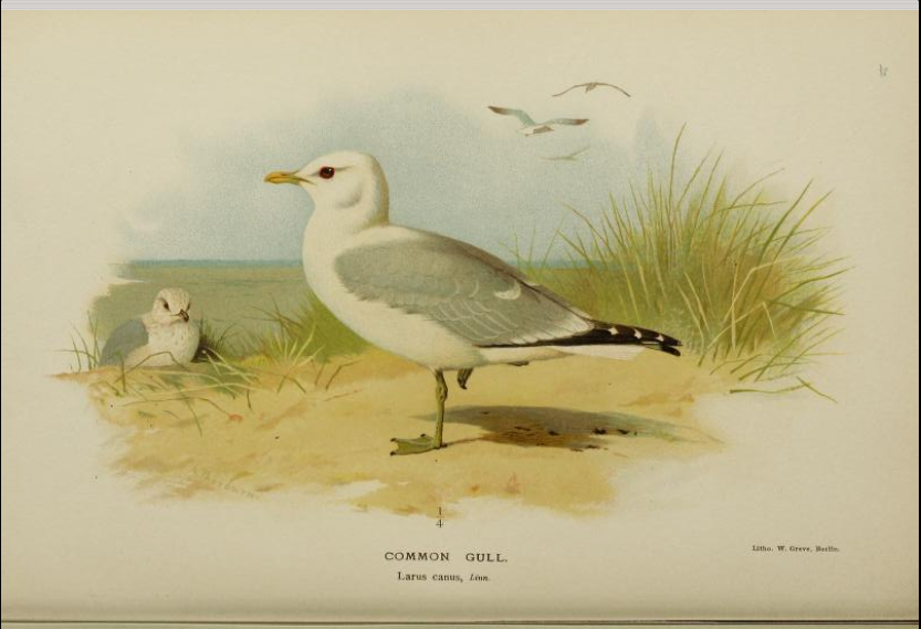 common gull from Coloured Figures